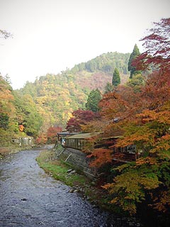 清滝川沿いの紅葉