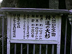 大杉の看板