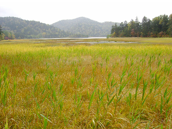 湿原